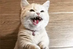 猫咪出现这5个症状，可能患了“老年痴呆症”，用4招帮他缓解痛苦图片
