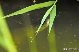 芦苇荡如何钓好草鱼？解读一种饵两种窝三种钓法在实际做钓的应用图片