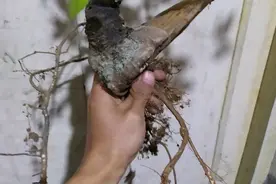 墙角一棵朴树被我挖来做盆景，邻居说破坏了他风水，真是无中生有图片