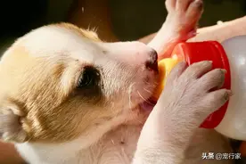 狗狗爱喝牛奶却又怕乳糖不耐受怎么办？把乳糖拿掉不就好了？图片