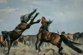 短篇故事：狼群组织围猎，流浪野马识破计谋，戏耍狼群，警示马群图片