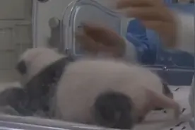 实拍比利时动物园出生一个月的龙凤胎熊猫宝宝视频封面