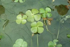 “1种草”漂浮在水面，被称为“田字草”，若在河边见到，请珍惜图片