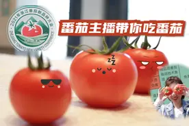 番茄打擂哪家强，美女主播探营番茄新品种大会有新发现图片
