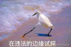 数十棵毛白杨一夜之间被砍，6人被刑拘图片