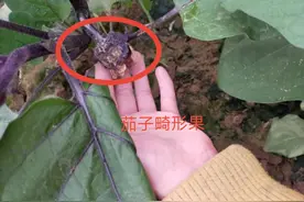 大棚茄子弯果畸形怎么办？竟是4种原因导致，教你5个防治小技巧图片