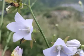 采一把野花，欢欢乐乐回家图片