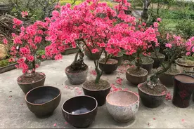 为什么别人养的映山红盆栽开花爆盆没叶子？秘诀在此图片