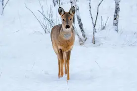 特大暴雪或袭击东北！傻狍子和东北虎会受灾吗？野猪或成拯救者？图片