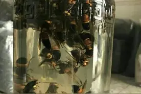 男子抓地雷蜂泡酒失联，发现尸体时3只蜂还在蛰，地雷蜂有多毒？图片