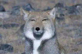 被藏狐萌化了：只要不饿绝不捕猎，反而跟着猎物一起晒太阳图片