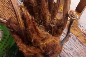 中华草药之金毛狗脊图片