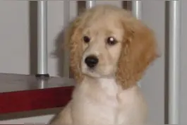 （小小说） 我在另一个维度遙望主人一一可卡犬“逗逗”的自述图片