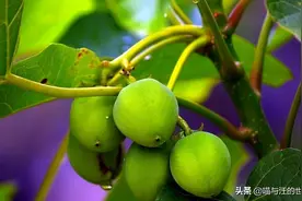 抗日战争时期，这种植物比飞机大炮还重要，生活中很常见图片