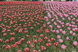 春季准时到来图片