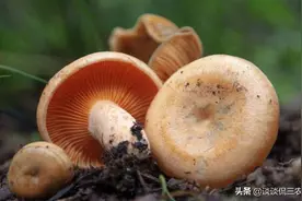 野生一年采摘难超10斤，市场售价高达30元一斤，人工种植仍未成功图片