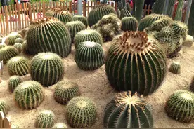 形态各异的仙人掌，让人大开眼界图片