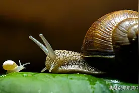 蜗牛在陆地上只会爬，在海里却学会了“飞”，还被冠上浪漫的名字图片