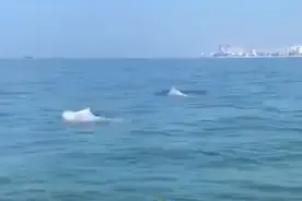 广西北海惊现中华白海豚，太漂亮了图片