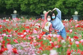 虞美人花海等你来 | 图集图片
