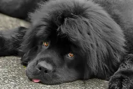 救生犬比人还厉害，特别是重达220斤的巨型犬，凭借本能救人图片