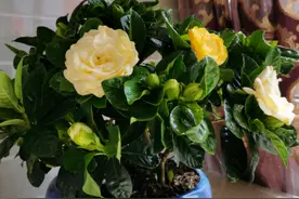 想养好栀子花吗？记住2句话，栀子花养一盆活一盆，年年开满花图片
