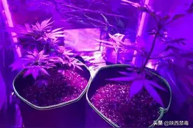 一男子家中现神秘黑箱，民警“开箱”瞬间紫光四射！图片