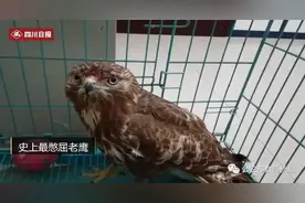 盘点│史上最憋屈的鹰，萌化了的豹猫，让民警崩溃的“四不像”和200斤的大鸵鸟…图片