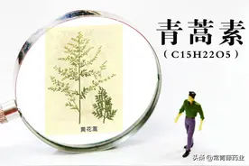 屠呦呦研究的青蒿素，有人说青蒿素可治愈糖尿病，这是真的吗？图片