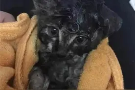 流浪猫全身沾满胶水，网友心疼带回家清洗，几天后抱着瓶子离世图片