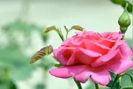 平平安安才是幸福，健健康康才是真谛图片