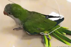 我为群众办实事｜男子因痴迷这种小鸟，警察找上门了！图片