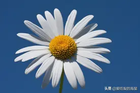 深埋心底的爱：雏菊对蓝天的仰望，像暗恋一样 #闪光时刻#图片