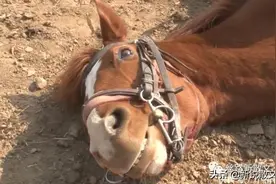 大青马胀死了，马肉分给村民，可村民要么不领，领了的也想送回去图片