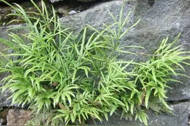 石头上的野草，曾割来烧火，若在家乡遇见，便是福气，别不知价值图片