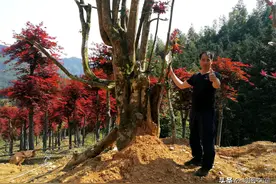 桂林农户山涧种红枫，单株售价超20万，到底长啥样图片