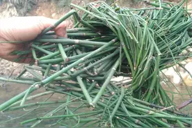乡下一种节节草，农村娃不知是珍贵中草药，当作笔筒玩，如此可惜图片