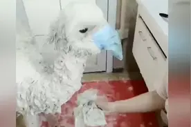 互相伤害！暴躁羊驼被强迫洗澡 与主人互吐口水视频封面