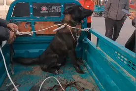 河南：580！狗狗上狗肉车，看着咬绳的狗，狗贩：不敢招，怕咬我图片