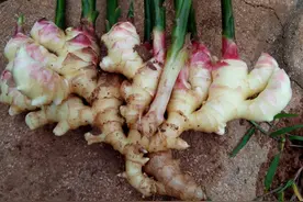 立秋后，遇到此菜不要手软，季节性太强，不管男女要多吃图片