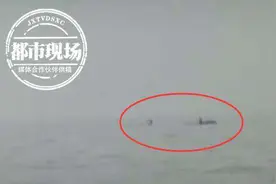 罕见！成群大型海兽浮出水面，1个半小时出现了3次图片