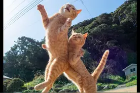 两只猫咪玩耍在空中碰撞到一起，感觉眼泪都飙出来了，看着好疼图片
