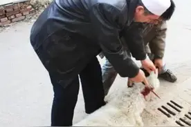 回族（穆斯林）古尔邦节图片
