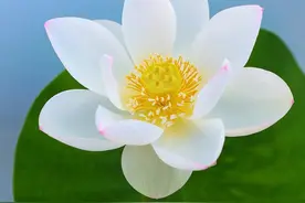 微型荷花—点绛唇，养护简单，花朵颜值高，丰花勤花，阳台也能养图片
