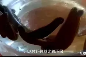 “水蛭疗法”？可怕！广西惊现“蚂蟥吸血疗法”，背后真相是什么图片