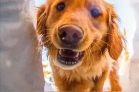 “搜救犬发现幸存者”上了热搜，打开一看被暖哭了图片