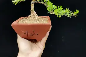 广东雀舌黄杨小景，好养上盆时间久图片