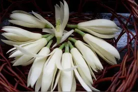 "养花先养根，根壮花才旺"，学会这一招，白兰花猛开花图片