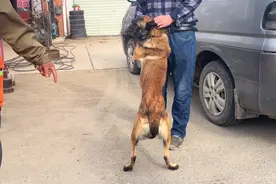 河南：马犬紧抱主人不松开，可还是难逃被卖，网友：可怜一条好狗图片