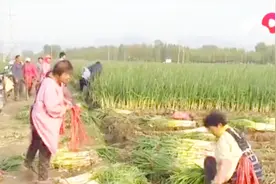 济南商丘大葱生产园区一片繁忙，今年2.19米葱王一根卖出千元！视频封面